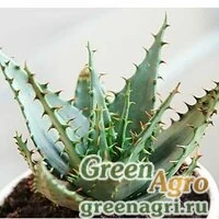 Семена Алоэ Брума (Aloe broomii) 500 шт.