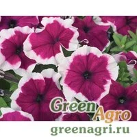 Семена Петуния грандифлора Хулахуп Бургунди 1000драже