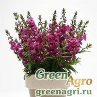 Семена Ангелония узколистная (Angelonia angustifolia) "Serenita F1" (raspberry) pelleted 100 шт.