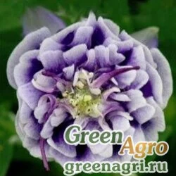 Семена Аквилегия обыкновенная (Aquilegia vulgaris) "Winky Double" (dark blue white) raw 100 шт.