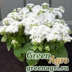 Семена Агератум мексиканский (Ageratum houstonianum) "White Вall" 15 гр.