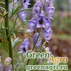 Семена Аконит Щукина (Aconitum schukinii) 3,5 гр.
