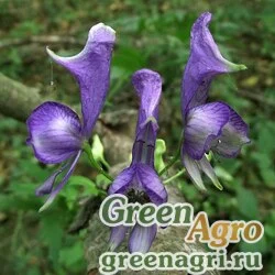 Семена Аконит шерстистоплодный (Aconitum lasiocarpum) 2 гр.
