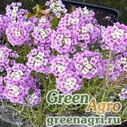 Семена Алиссум/Бурачок разностебельный (Alyssum diversicaule) 2,5 гр.
