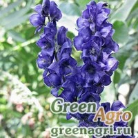 Семена Аконит открытоцветковый (Aconitum chasmanthum) 2 гр.
