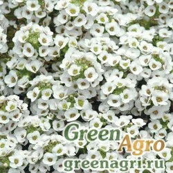 Семена Алиссум морской компактный (Lobularia maritima) "Clear Crystal" (white) multi-pelleted 1000 шт.