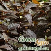 Семена Альтернантера зубчатая (Alternanthera dentata) "Purple Prince" (deep purple) raw 100 шт.