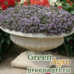 Семена Алиссум морской (Lobularia maritima) "Golf" (lavender) Raw 1 гр.