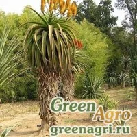 Семена Алоэ ангелика (Aloe angelica) 500 шт.