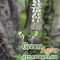 Семена Аконит восточный (Aconitum orientale) 3,5 гр.