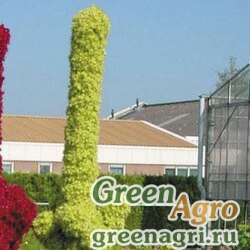 Семена Амарант багряный (Amaranthus cruentus) "TOWER" (GREEN) raw Произв. 1000 шт.