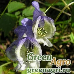 Семена Аконит столононосный (Aconitum stoloniferum) 3,5 гр.