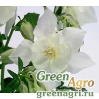 Семена Аквилегия гибридная (Aquilegia hybrida) 