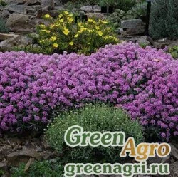 Семена Алиссум морской (Lobularia maritima) "Golf" (Violet) raw 1 гр.