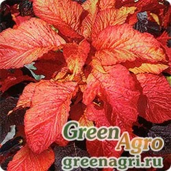 Семена Амарант двуцветный (Amaranthus bicolor) "Molten Fire" 50 гр.