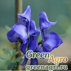 Семена Аконит токи (Aconitum tokii) 1 гр.