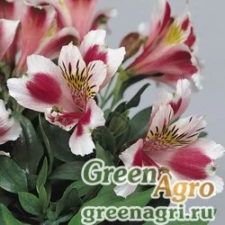 Семена Альстремерия гибридная (Alstroemeria hybrida) "Jazze" (rose frost) raw 100 шт.