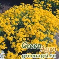 Семена Алиссум горный (Alyssum montanum) "Luna" raw 1000 шт.