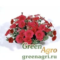 Семена Петуния ампельная гибридная (Petunia x hybrida) "Nuvolari F1" (deep rose) raw 1000 шт.