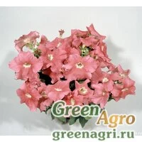 Семена Петуния ампельная гибридная (Petunia x hybrida) "Nivola F1" (deep salmon) raw 1000 шт.