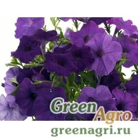 Семена Петуния ампельная гибридная (Petunia x hybrida) "Nuvolari F1" (blue) raw 1000 шт.