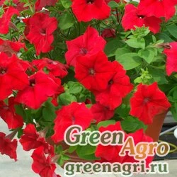 Семена Петуния ампельная гибридная Petunia х hybrida Samba F1 red Pelleted 1000
