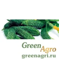 Семена Пасалимо F1 0,5 тыс. семян, Syngenta