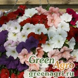 Семена Петуния ампельная гибридная (Petunia x hybrida) "Nuvolari F1" (mixed) pelleted 1000 шт.