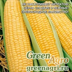 Семена Кукуруза сахарная Алина  (упак-50 гр.)