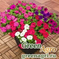 Семена Петуния ампельная гибридная Petunia х hybrida Success F1 Maxi Mix Pelleted 500