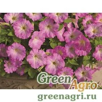 Семена Петуния ампельная гибридная (Petunia x hybrida) "Picobella Cascade F1" (pink glo) pelleted 1000 шт.