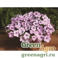 Семена Петуния ампельная гибридная (Petunia x hybrida) "Plush F1" (lilac pearl) pelleted 1000 шт.