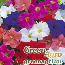 Семена Петуния ампельная гибридная Petunia х hybrida Samba F1 formula mixture Pelleted 1000