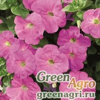 Семена Петуния ампельная гибридная (Petunia x hybrida) "Ramblin F1" (lavender) pelleted 1000 шт.