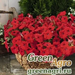 Семена Петуния ампельная гибридная Petunia х hybrida Success F1 Red Pelleted 500