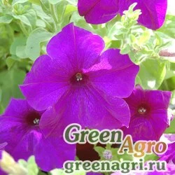 Семена Петуния ампельная гибридная Petunia х hybrida Samba F1 blue Pelleted 1000