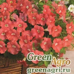 Семена Петуния ампельная гибридная (Petunia x hybrida) "Picobella Cascade F1" (salmon) pelleted 1000 шт.