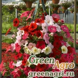 Семена Петуния ампельная гибридная (Petunia x hybrida) "Nivola F1" (mixed) pelleted 1000 шт.