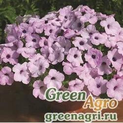 Семена Петуния ампельная гибридная (Petunia x hybrida) "Ramblin F1" (amethyst) pelleted 1000 шт.