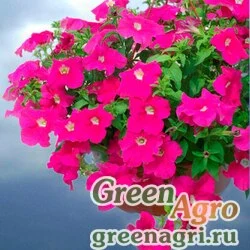 Семена Петуния ампельная гибридная Petunia х hybrida Samba F1 pink Pelleted 1000