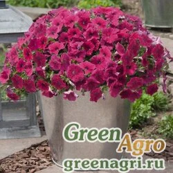 Семена Петуния ампельная гибридная Petunia х hybrida Success F1 Rose Pelleted 500