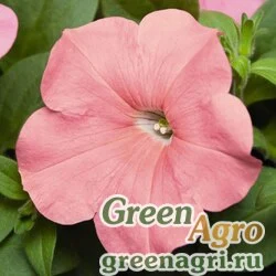 Семена Петуния ампельная гибридная Petunia х hybrida Success F1 Salmon Pelleted 500