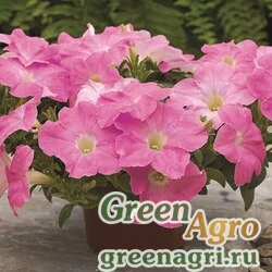 Семена Петуния ампельная гибридная (Petunia x hybrida) "Ramblin F1" (shades o'pink) pelleted 1000 шт.