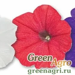 Семена Петуния ампельная гибридная Petunia х hybrida Success F1 Liberty Mix Pelleted 500