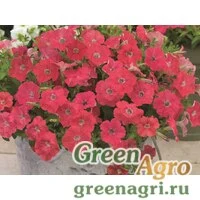 Семена Петуния ампельная гибридная (Petunia x hybrida) "Picobella Cascade F1" (coral) pelleted 1000 шт.