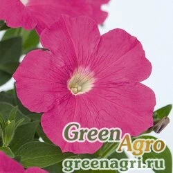 Семена Петуния ампельная гибридная Petunia х hybrida Success F1 Pink Pelleted 500