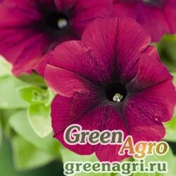 Семена Петуния ампельная гибридная Petunia х hybrida Success F1 Burgundy Pelleted 500