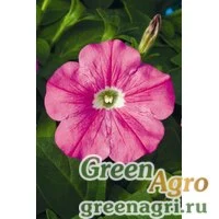 Семена Петуния ампельная гибридная (Petunia x hybrida) "Plush F1" (deep pink) pelleted 1000 шт.