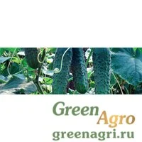 Семена Эколь F1 0,5 тыс. семян, Syngenta