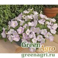 Семена Петуния ампельная гибридная (Petunia x hybrida) "Ramblin F1" (lilac glo) pelleted 1000 шт.